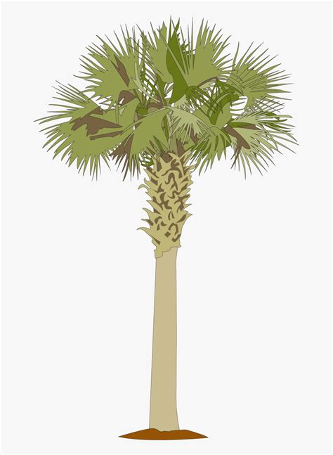 - 556 royalty free vector graphics and clipart matching Palmetto Tree 1 of 6 Sponsored Vectors Click here to save 15% on all subscriptions and packs Related Searches tree nature forest winter seasons spring environment 